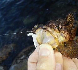 2019年5月21日釣行in伊崎漁港界隈