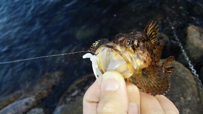 2019年5月21日釣行in伊崎漁港界隈