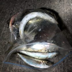 アジング絶好調