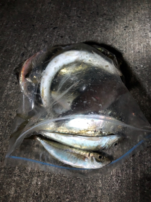 アジング絶好調