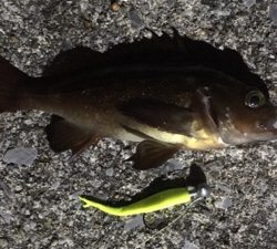 ソーイソイソイお祭りじゃー!