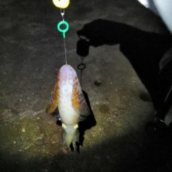 キロオーバー2匹