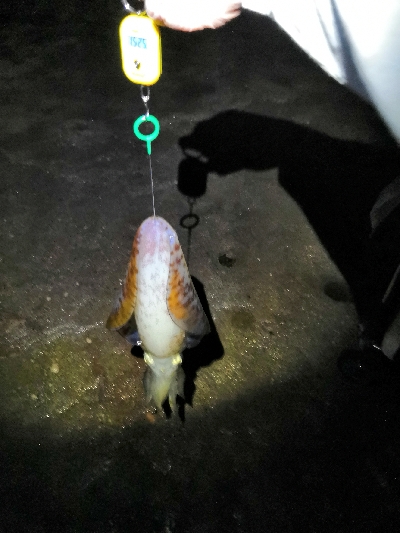 キロオーバー2匹