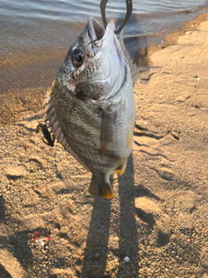 黄チニング無双