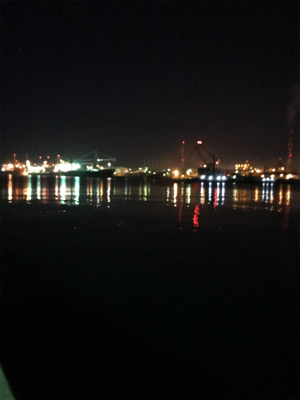 やっと春コウイカGET (^^)/