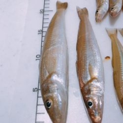 濁りがキツかった…