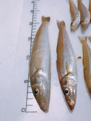 濁りがキツかった…