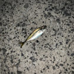 メバリングでチヌ！