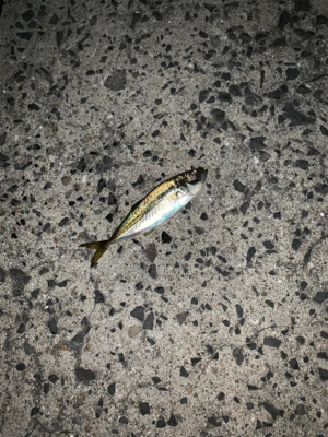 メバリングでチヌ！