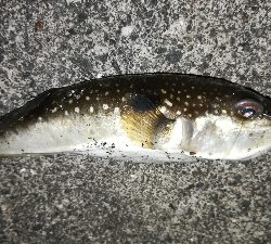 ナイトメバリング