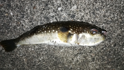 ナイトメバリング