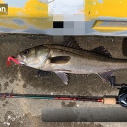 メバルツバスチーバス、アブラメぽろりからの〜