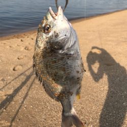 キビレ狙いの黄チニング