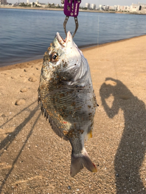 キビレ狙いの黄チニング