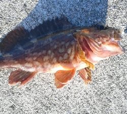 今日もカサゴのみ