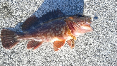 今日もカサゴのみ