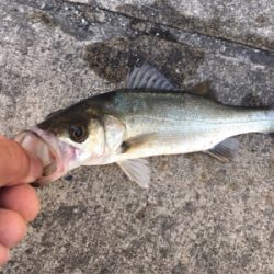 朝マヅメからエビ撒き