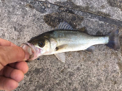 朝マヅメからエビ撒き