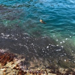 自己記録更新！2kgオーバーGET