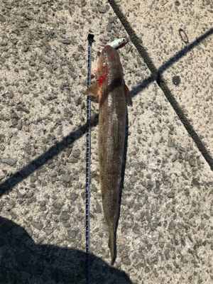 デッカいヤツ〜