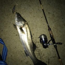 仕事帰りシーバス！