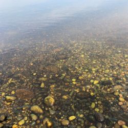 ロックフィッシュ