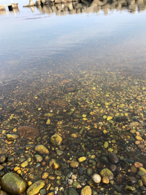 ロックフィッシュ