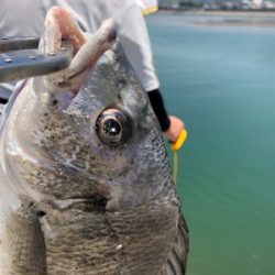 シーバスロッドでキス釣り