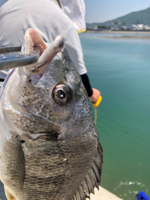 シーバスロッドでキス釣り