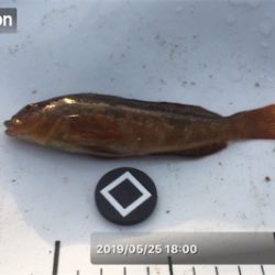 八目11匹、海もついに夏がやってきた