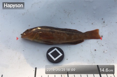 八目11匹、海もついに夏がやってきた