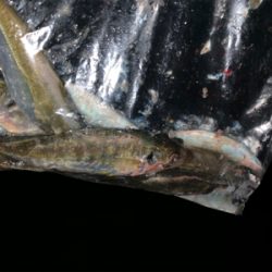 フロートアジンガー