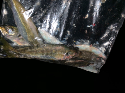 フロートアジンガー