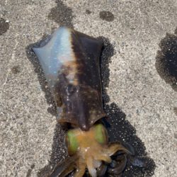 アオリイカ釣果！