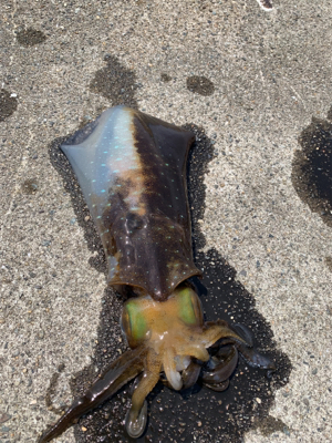 アオリイカ釣果！