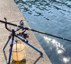 つりぴぃぽぉ釣果