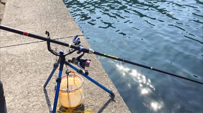 つりぴぃぽぉ釣果