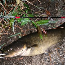 ケタバスがアツい！