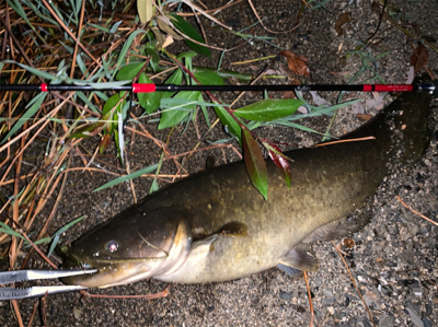 ケタバスがアツい！