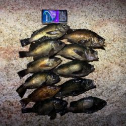 今年の初メバル