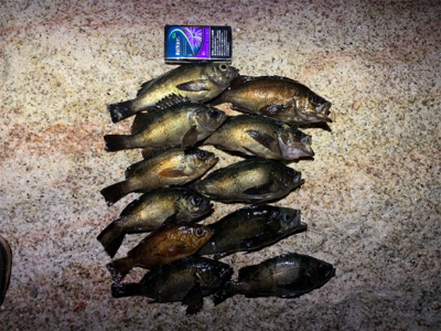 今年の初メバル