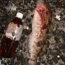 新規開拓！めざせヒラメちゃん！