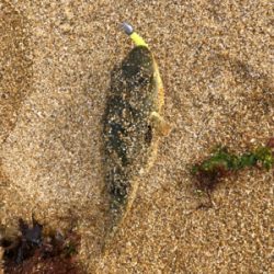 デイサーフ&デイシャローメバリング