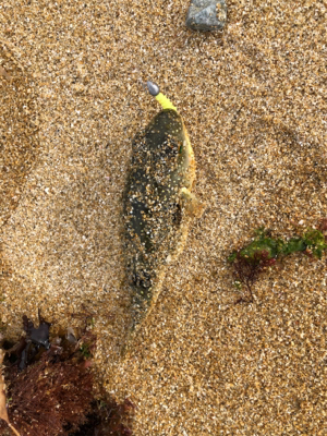 デイサーフ&デイシャローメバリング