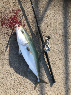 ノマセクラブ淡路釣行ルアーマン入門編