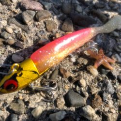 フラットフィッシュ