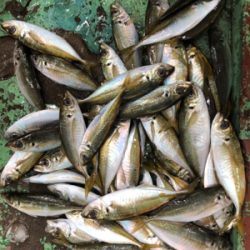 ジグ単アジング爆釣！