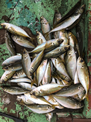 ジグ単アジング爆釣！