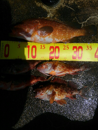 波強し、うねりあり