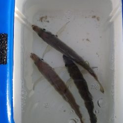 5/3釣果 アジイワシチャリコハゼ